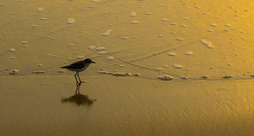 Birds on sand at beach