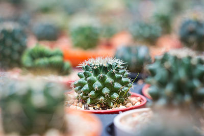 Close-up of prickly pear cactus