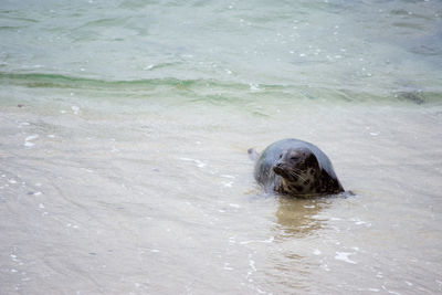 View of turtle in sea