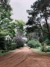 Empty road amidst trees in forest against sky