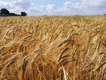 Scenic view of wheat field against sky