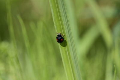 Close-up of ladybug on grass