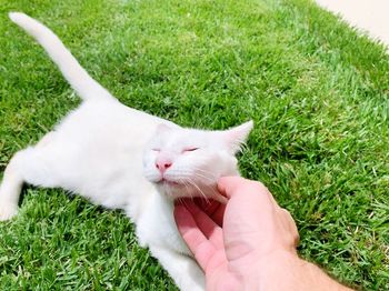 Cropped image of person hand with cat on grass