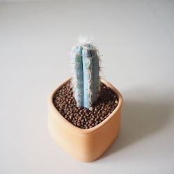 Close-up of potted plant on table against white background