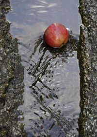 Close-up of fruit in water