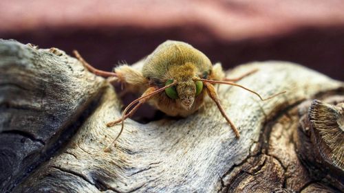 Close-up of insect on rock