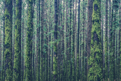 Pine trees in forest