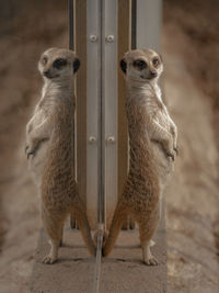 Lion standing in zoo