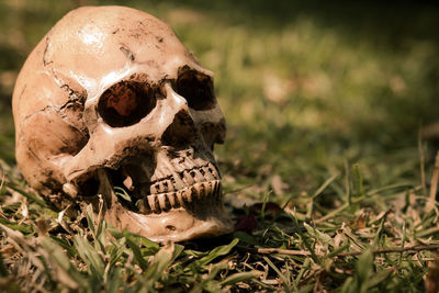 Close-up of human skull on field