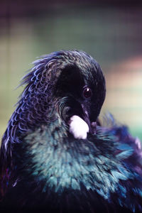 Close-up of black bird looking away