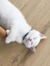 High angle view of cat lying on hardwood floor