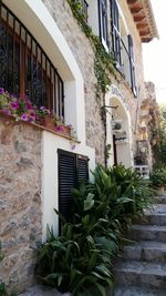 Low angle view of potted plants on building