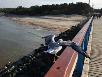 Seagull flying over beach