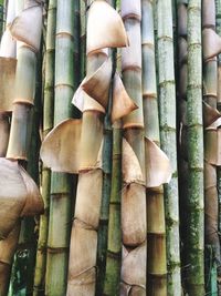 Full frame shot of bamboo plants in forest