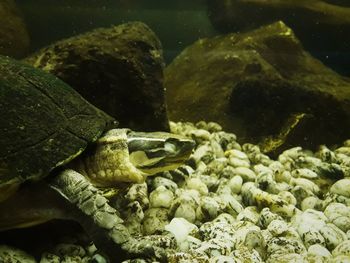 Close-up of fish in sea