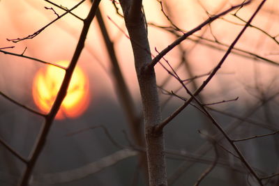 Close-up of silhouette branches against sky during sunset