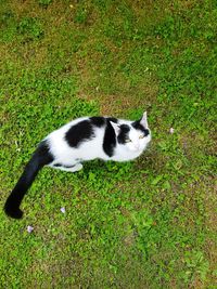 High angle view of cat on field
