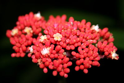 Close-up of pink flowers against black background