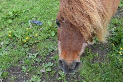 Close-up of horse standing on field