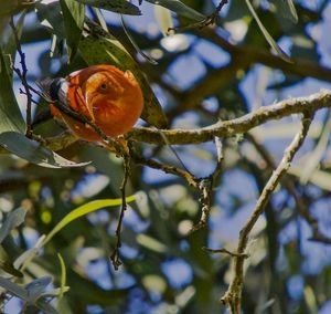 Low angle view of bird perching on tree