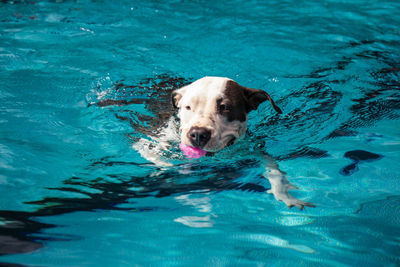 Portrait of dog swimming in pool