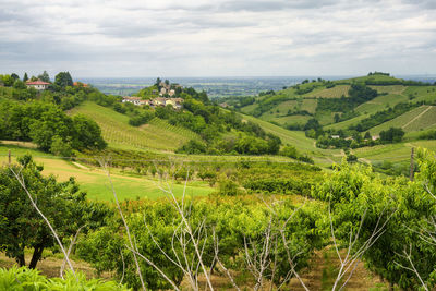 Scenic view of agricultural field against sky