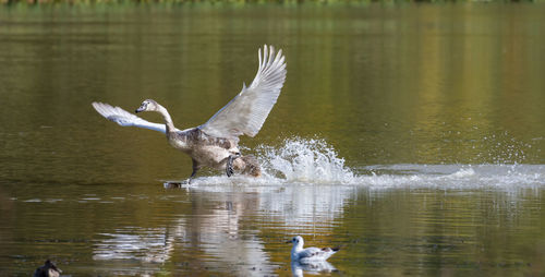 Birds flying over lake