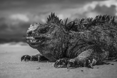 Close-up of marine iguana on field