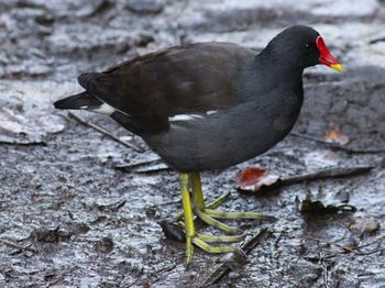 Close-up of coot on field