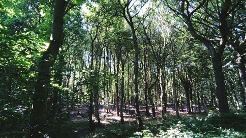 Trees in forest