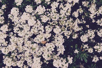 High angle view of white flowering plant on field