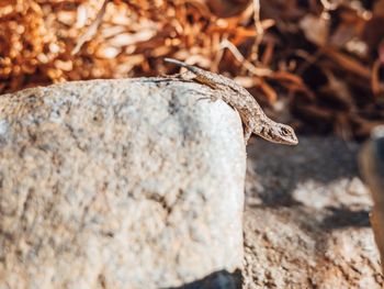 Close-up of lizard on rock