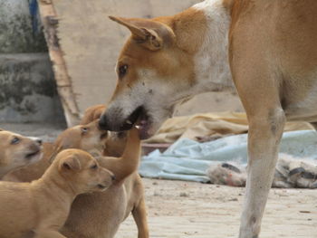 View of two dogs