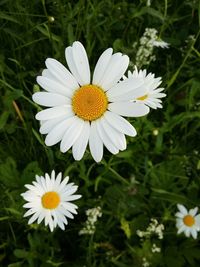 Close-up of white daisy blooming outdoors