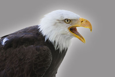 Close-up of eagle against clear sky