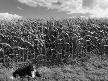 View of dog on field