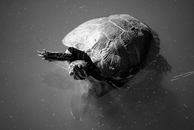 High angle view of turtle swimming in lake