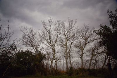 Bare trees on landscape against sky