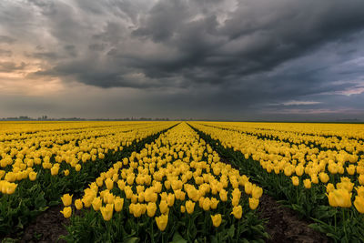 Scenic view of oilseed rape field against cloudy sky