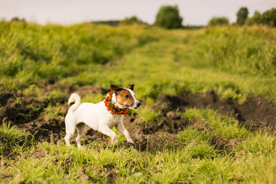 Dog standing in field