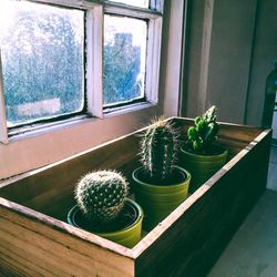 Close-up of potted plant on window sill