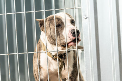 Portrait of dog in cage