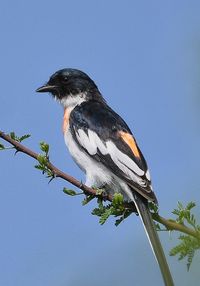 Low angle view of bird perching on branch against clear blue sky