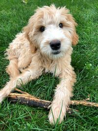 Portrait of dog relaxing on field