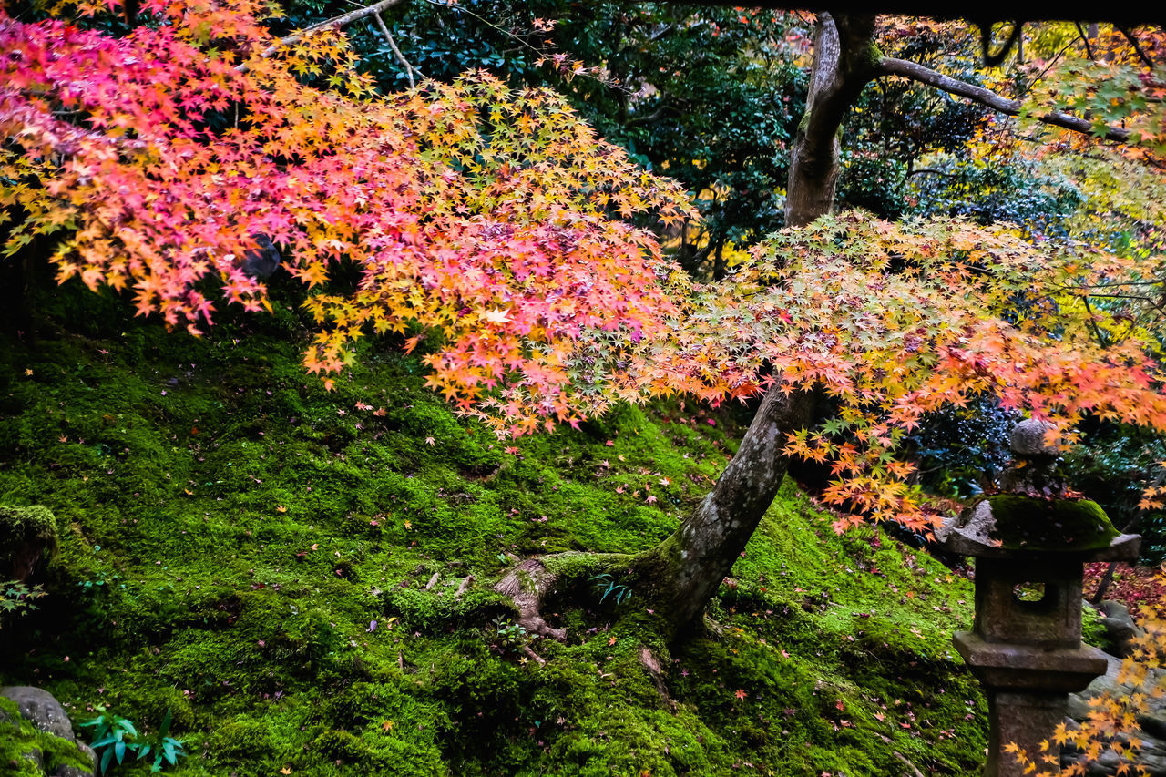 PINK FLOWERING PLANTS IN PARK