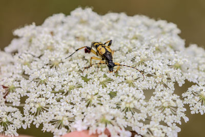 Close-up of bee on flower