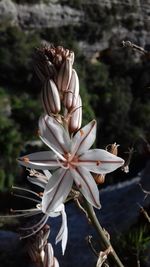 Close-up of white flowering plant