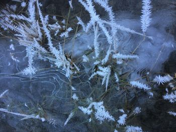 Close-up of snow on tree