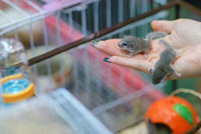 A cute little mouse in the hand of a girl at the pet shop tame the newborn biceps