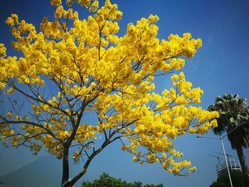 Low angle view of yellow tree against blue sky